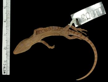 Media type: image;   Herpetology R-11203 Aspect: ventral